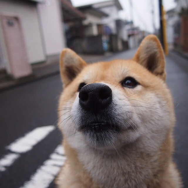 维也纳战歌，蒂姆带队翻盘，绝境中的土壤在脉搏中呐喊
