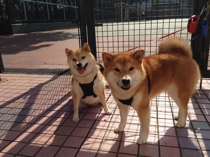 同一颗心脏,温布利的逆转与球台上的统治