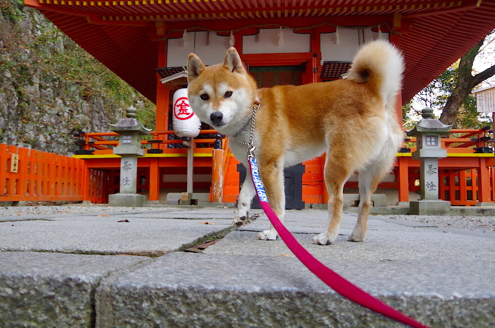 布伦森绝杀点燃赛场，太阳最后一击送快船出局