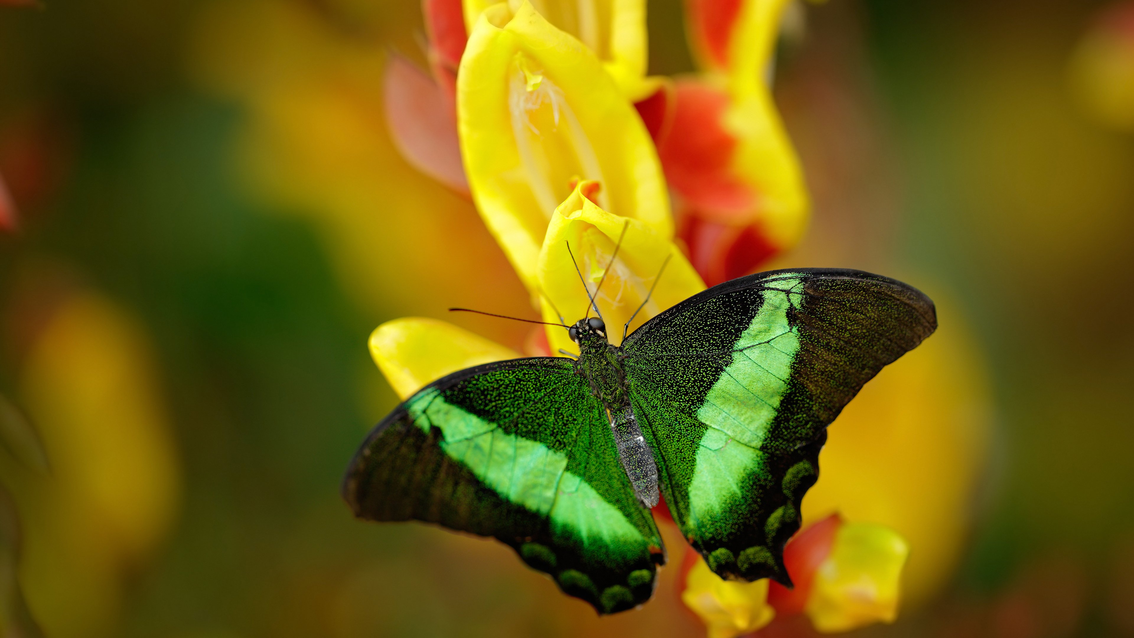 赛道上的暴风雪，威廉姆斯横扫马丁，皮亚斯特里统治全场