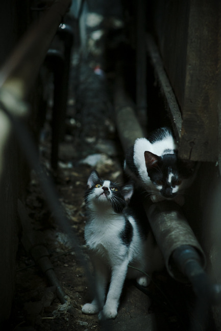 跨越时空的绝杀,当帝国余晖遇见新生利刃