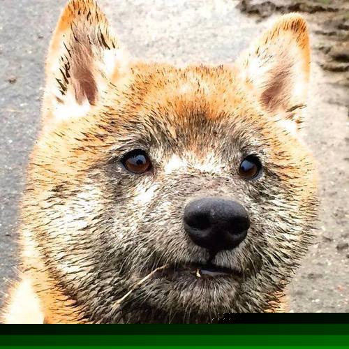 宿敌对决再现！迈凯伦强势完胜威廉姆斯，佩雷兹火热追击令红牛忧虑