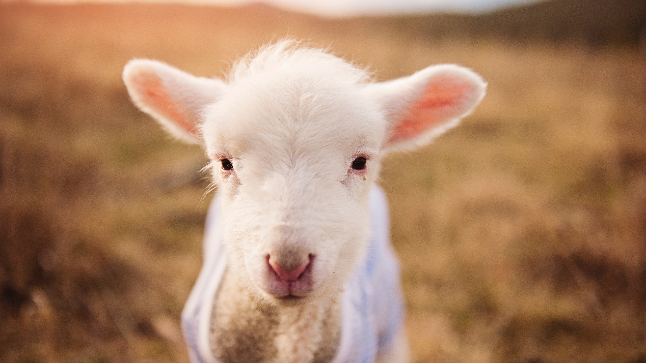 绿茵平行线,瑞士铁骑的团队凯歌与孙兴慜的个人火焰