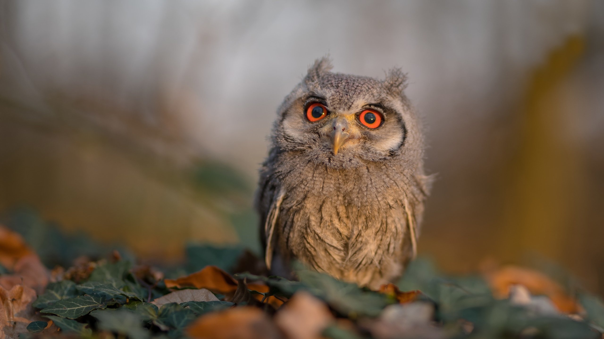 法拉利翻盘，诺里斯扛旗，一场逆袭如何定义新的赛车时代？