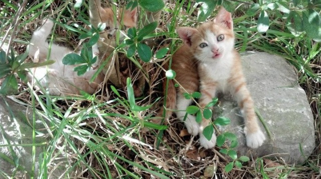 末节狂飙18分!郭艾伦王者归来,辽宁力克深圳拒逆转