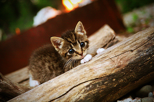喀麦隆的篮球奇迹,在NBA总决赛焦点战中击败荷兰的启示
