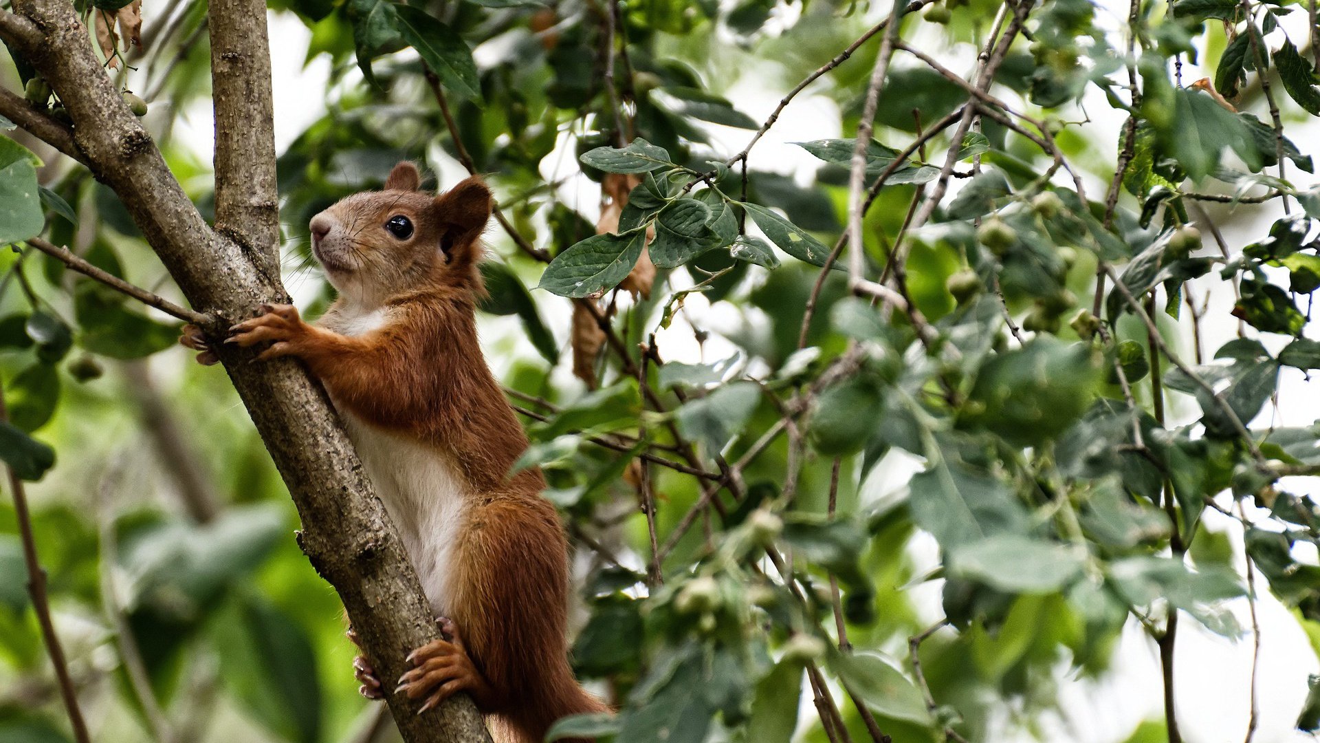 时光裂隙中的对决，当奇才宿敌尼克斯，切特于西决生死夜打破循环