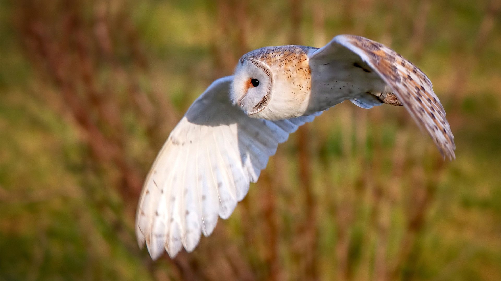 绿洲中的沙漏，切特如何用节奏魔法让新疆队肢解马刺的进攻体系