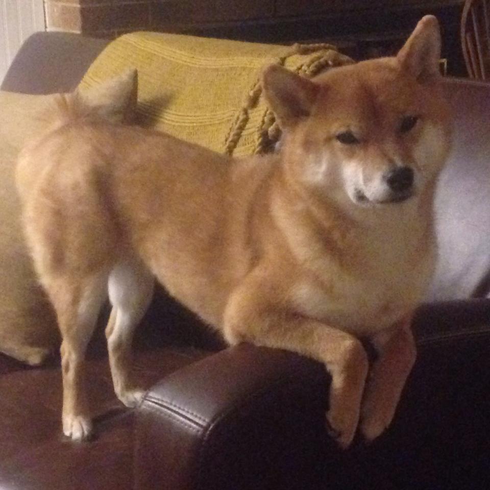 森林狼总决赛强势击溃尼克斯,范弗利特接管比赛演绎传奇