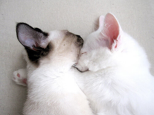 越位线后的强压,当奥斯梅恩爆发遇上洪都拉斯式压迫