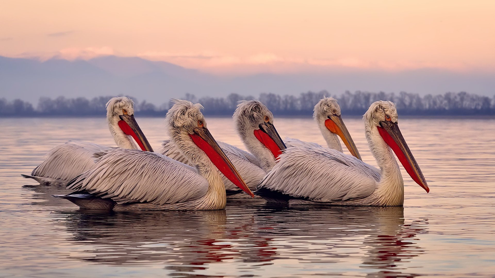 东契奇狂轰45分率独行侠争冠战大捷，轻取吉林队彰显冠军相