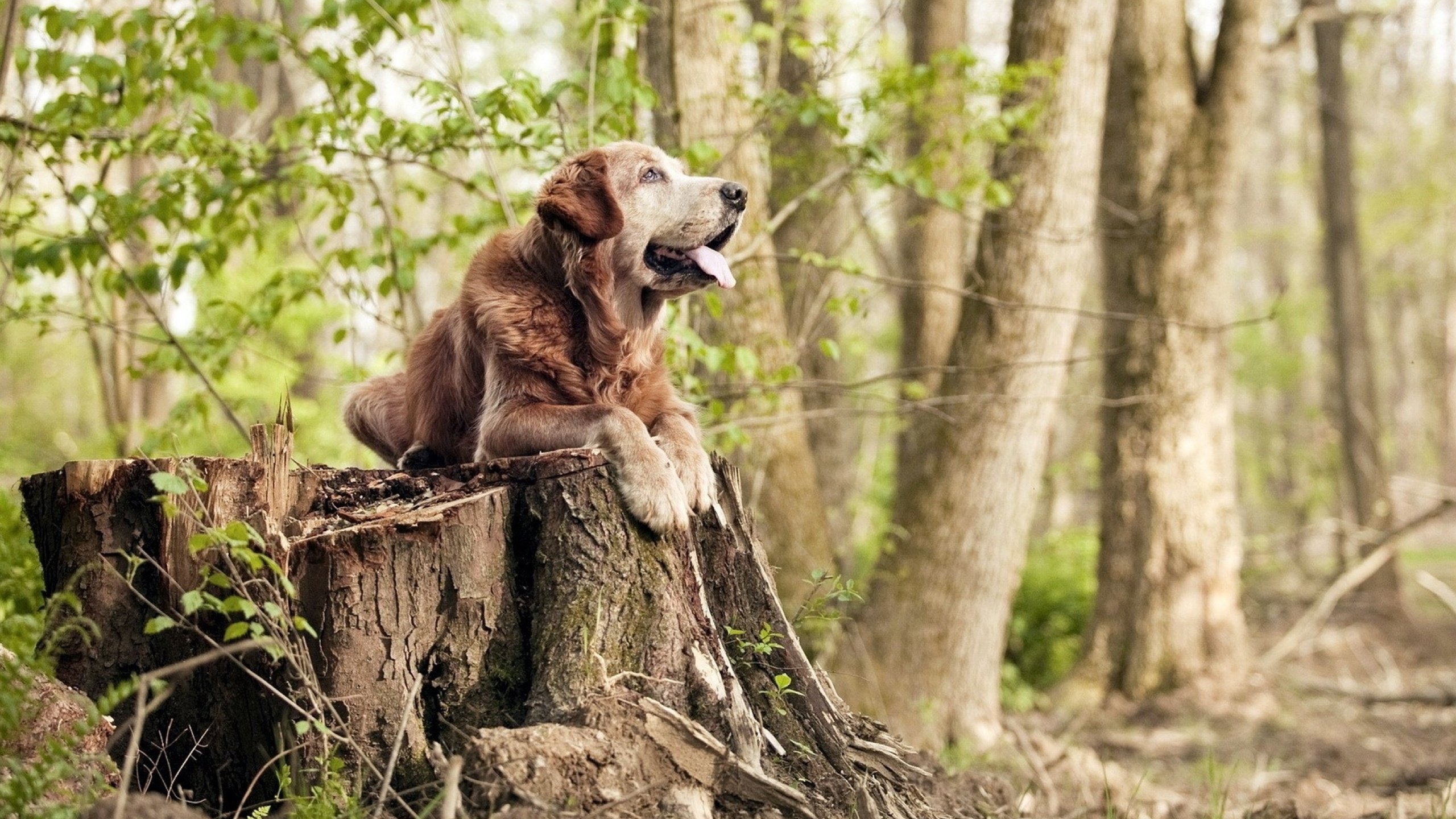 绿茵与黄沙的对决,当拉齐奥的鹰终结埃及法老之梦,德布劳内证明关键先生从不手软