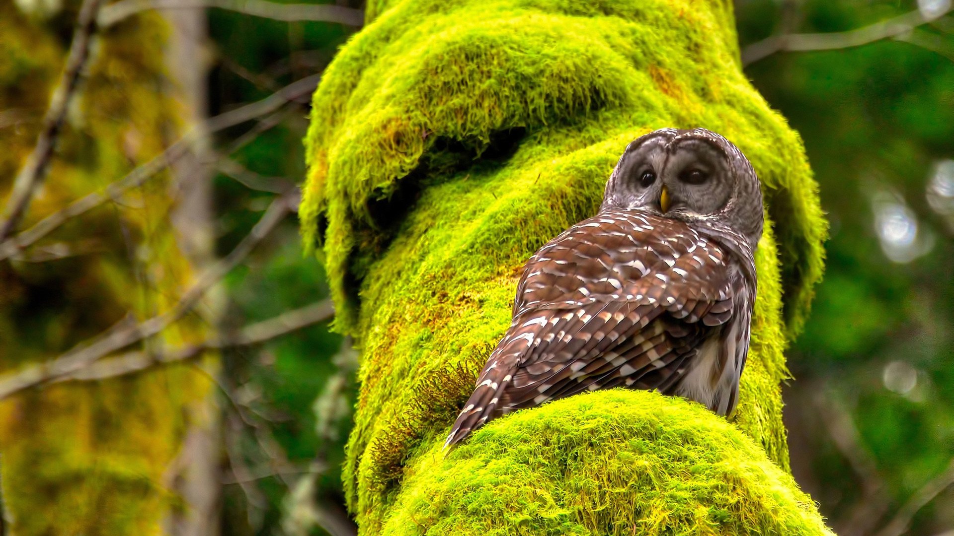 宿命与本能，威尔士冰点决胜与萨内热流接管